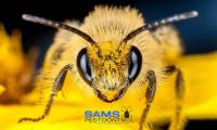 Sams Bee and Wasp Removal Canberra image 10